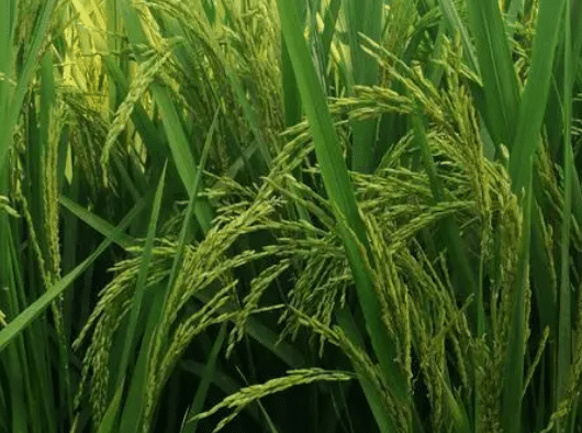 丝苗型优质水稻高效丰产栽培技术，水稻种植方法总结