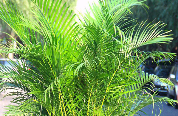 凤尾竹需要什么土壤种植，养护时应该注意些什么