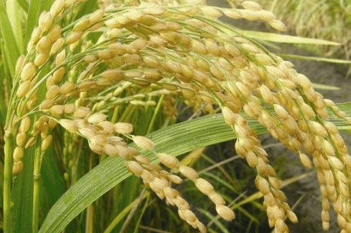 稻花香2号水稻标准化栽培技术，水稻好养吗，怎么养殖