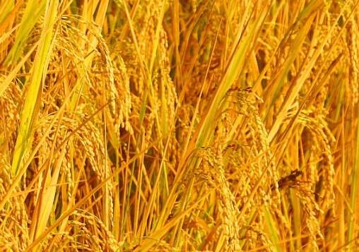 水稻新品种苗稻2号高产栽培技术，水稻种植方法总结
