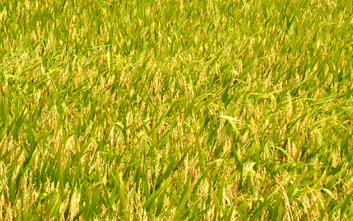 南方地区水稻直播栽培技术 水稻应该怎么养殖