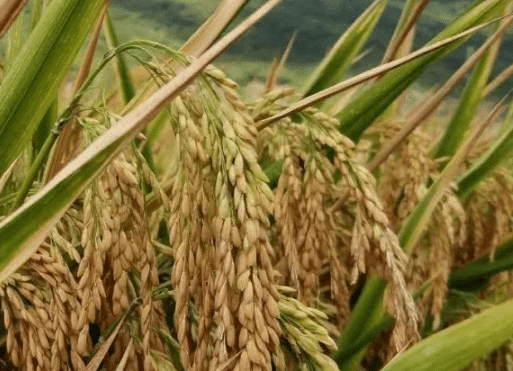 浅谈水稻两壮两高栽培技术，水稻好养吗，怎么养殖比较好