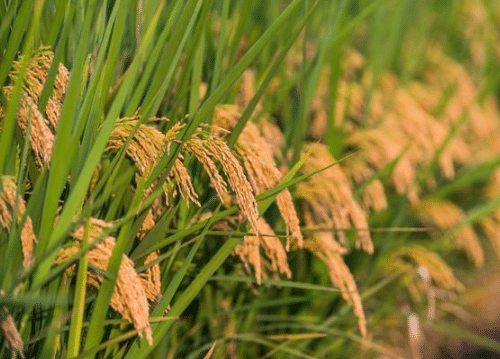 柳州市早稻和再生稻的栽培技术简介，水稻应该好养吗，怎么养殖