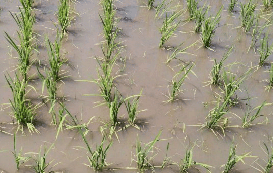 水稻僵苗的原因是什么 防治措施有哪些