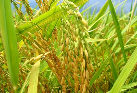 水稻负泥虫怎么防治 综合防治方法是什么
