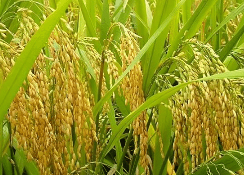 水稻灌浆期能杀卷叶螟吗，水稻灌浆期农药如何选择