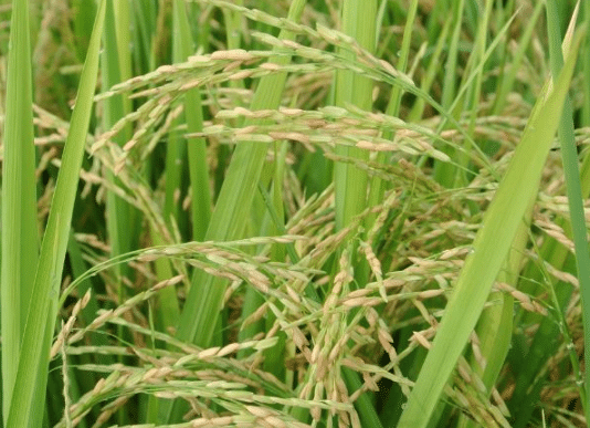 南方地区水稻旱育秧栽培管理技术，水稻种植方法