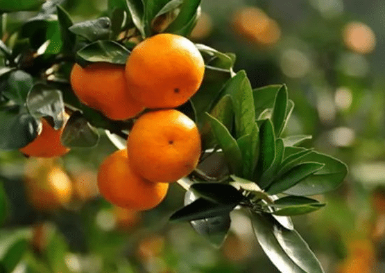 柑橘上的蚜虫怎么防治，有哪些防治方法