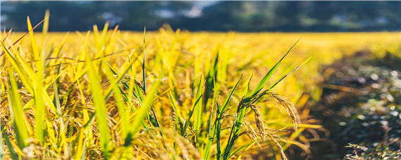 2020黑龙江水稻即将审定品种（2020年黑龙江水稻审定品种）