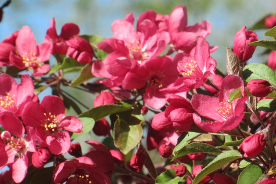 红宝石海棠花如何养殖，有哪些注意事项