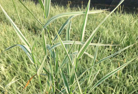 玉带草是常绿的吗，养殖注意事项有什么