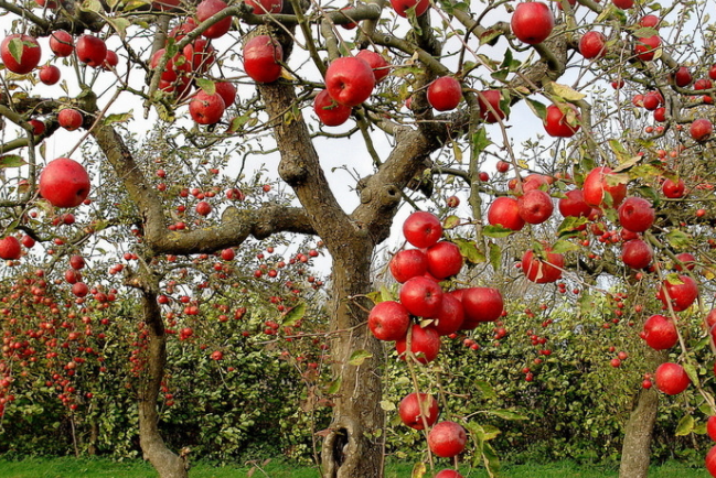 苹果树怎样栽种，栽种时的科学管理方法是什么