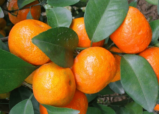 柑橘霜冻灾害预防措施，柑橘怎么防治冻害