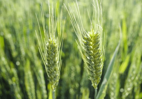 冬小麦生长旺盛期怎么做能高产，有哪些注意事项