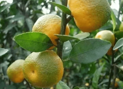 4月份柑橘花期如何管理，病虫害防治方法是什么