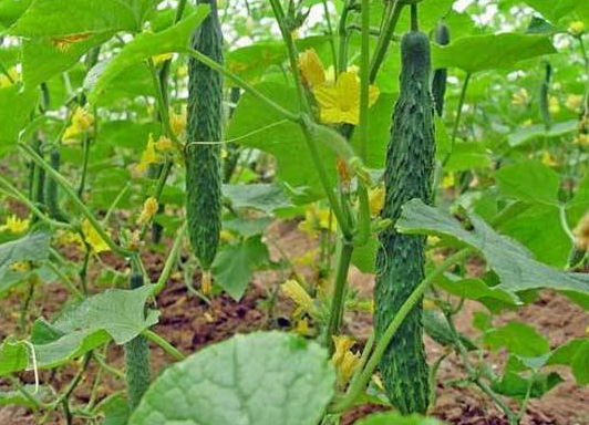 5月蔬菜种植常见病虫害有哪些，防治药剂是什么