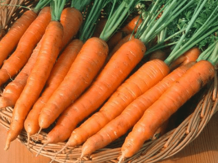 冬季胡萝卜的储存方法，胡萝卜怎么保存好