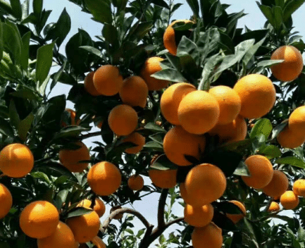 柑桔冬季护叶技巧，柑橘种植方法介绍