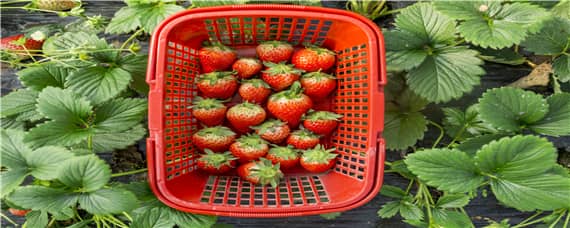 草莓种植过程中的问题