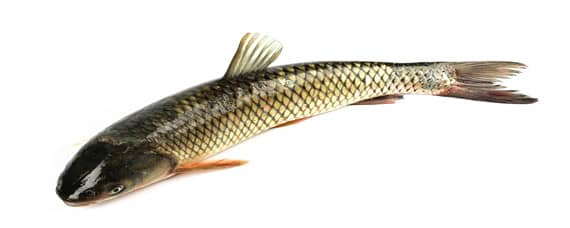 10公分草鱼苗一年能长多大 10厘米草鱼一年能长多大