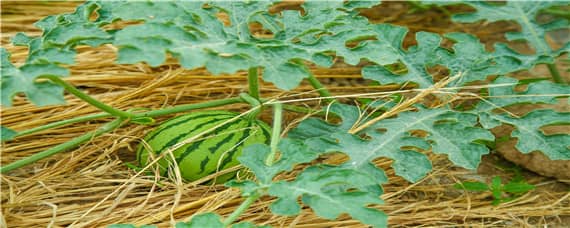西瓜的种植技术 西瓜的种植技术与管理