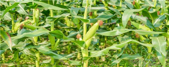 玉米成熟期分几个阶段 玉米成熟期分几个阶段图