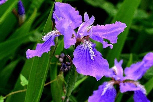 常见的紫色花有哪些，有什么特点（有关于紫色的花是什么）