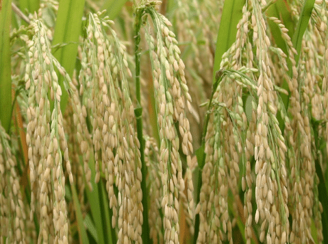 水稻穗上长芽是怎么回事 怎么预防好