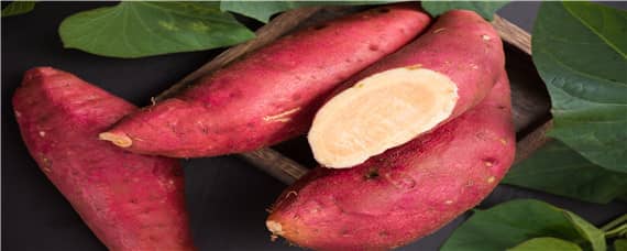 红薯一年可以种几次 一年能种几次红薯