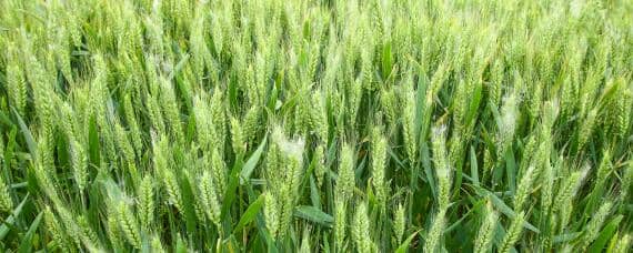 小麦喜欢什么肥料