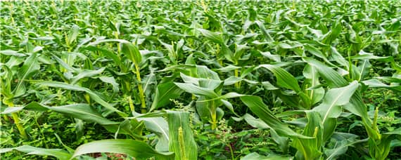 玉米后期锈病影响产量吗 玉米后期锈病影响产量吗吗