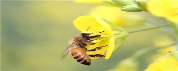 蜜蜂分为几种蜂