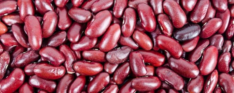 红豆怎么发芽成豆芽