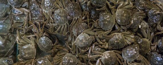 养殖螃蟹吃什么食物