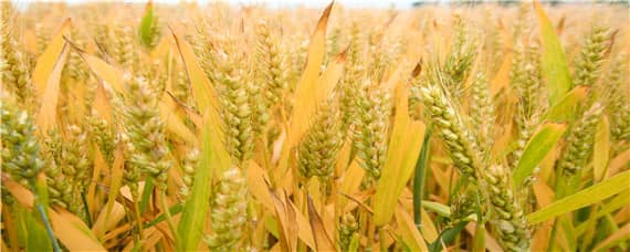 4199小麦品种介绍