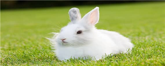 养殖兔子的兔棚怎么搭建 养殖兔子的兔棚怎么搭建需要多少钱?