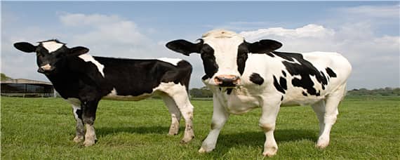 养牛技术和饲养方法（养牛技术和饲养方法书）