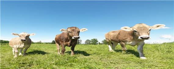 牛场养殖步骤 牛场养殖步骤流程图