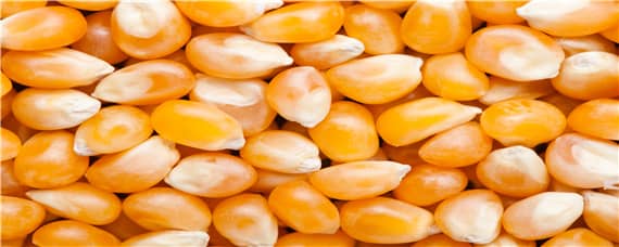 兆育88玉米种子品种介绍