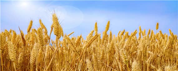 中麦875小麦品种介绍（中麦875小麦品种介绍图）