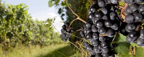 怎样培育葡萄效果更好 怎样培育葡萄效果更好自然放置