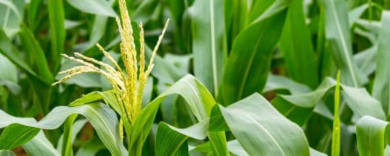 玉米亩产量一般多少斤 玉米亩产量一般多少斤收入