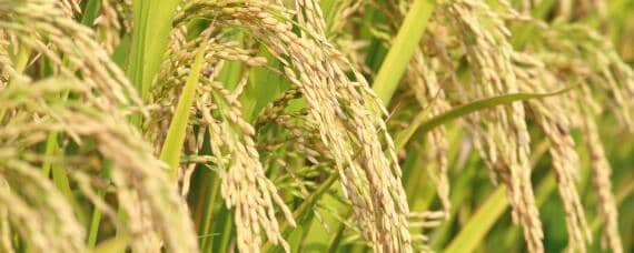 野香优海丝水稻品种 野香优海丝水稻品种图片