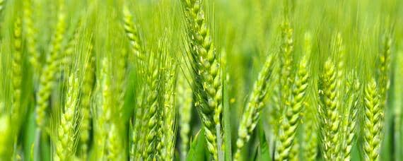 众麦998小麦品种介绍 众信麦998小麦品种介绍