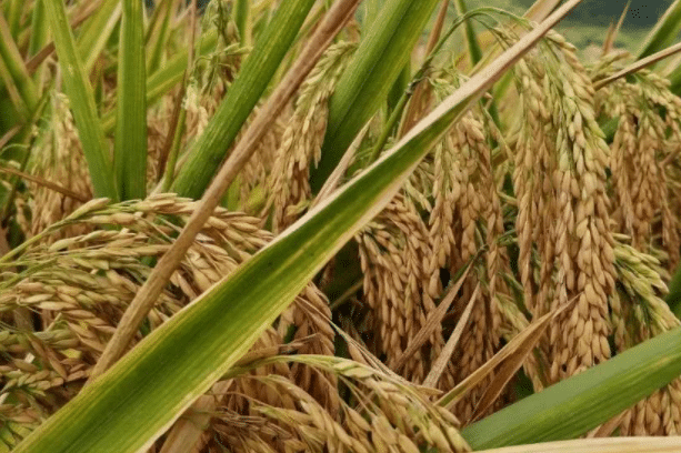 6月水稻种植管理要点是什么，有哪些注意事项
