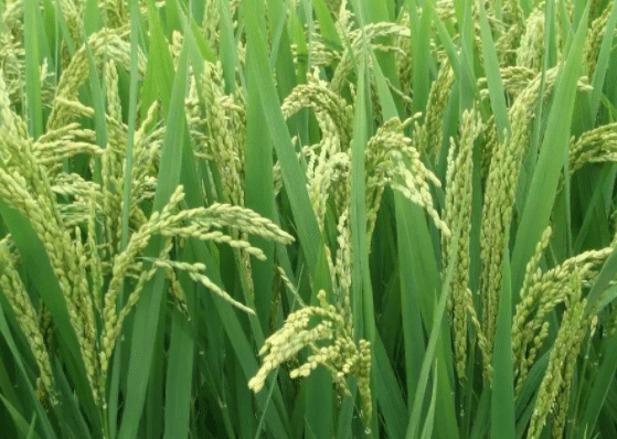 早稻种子如何消毒，稻田除草的方法是什么
