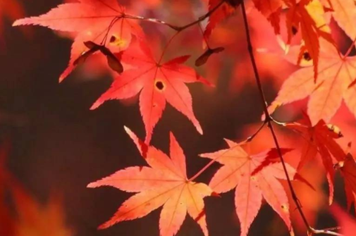 香山红叶最佳观赏时间在什么时候，生长环境什么样