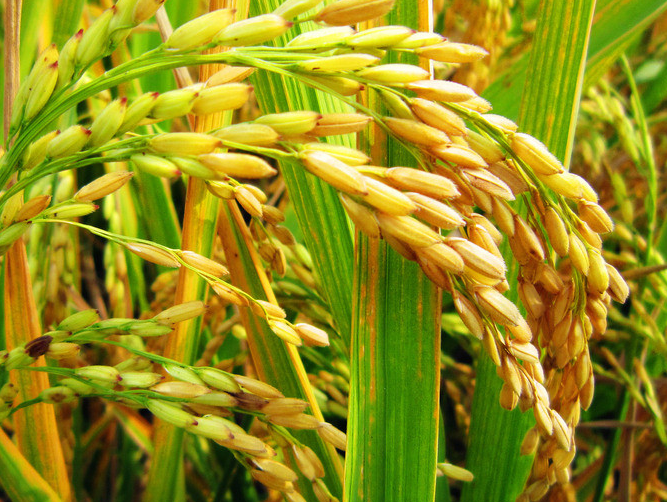 水稻叶片发黄的原因是什么，防治方法有哪些