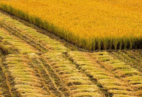 水稻两防一喷技术要点 水稻种植方法总结