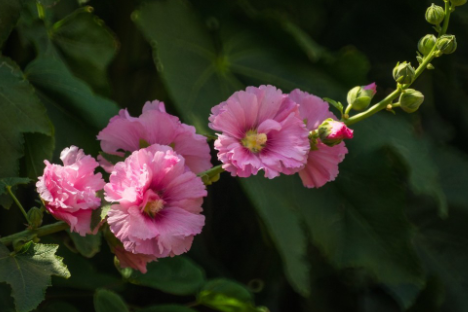 蜀葵花花语是什么，有什么寓意 蜀葵的寓意